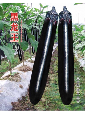黑龙王