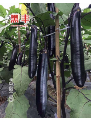 黑丰