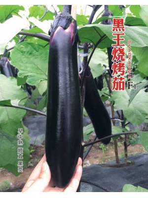 黑王烧烤茄