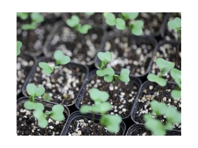 夏秋甘蓝花菜育苗注意事项