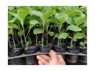 重庆地区秋冬季茄子嫁接注意事项