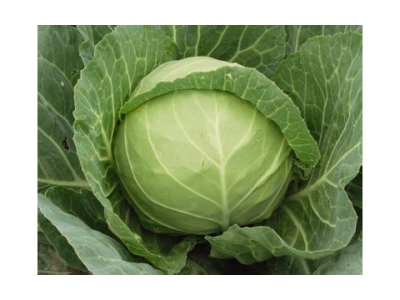 结球甘蓝需肥特点与施肥技术