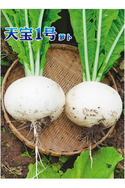 天宝1号