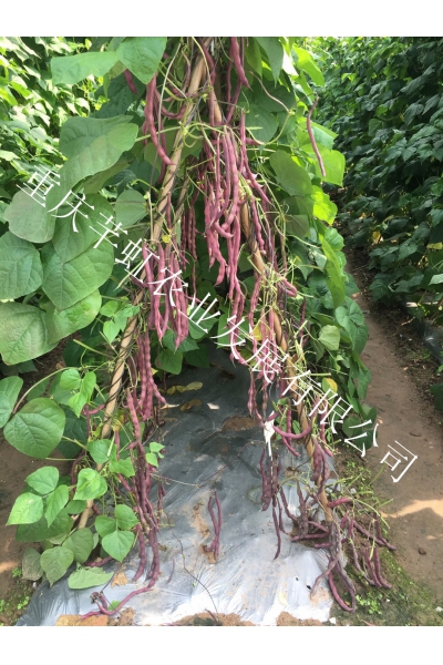 金品红玉