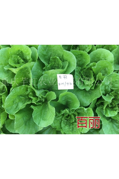 百丽