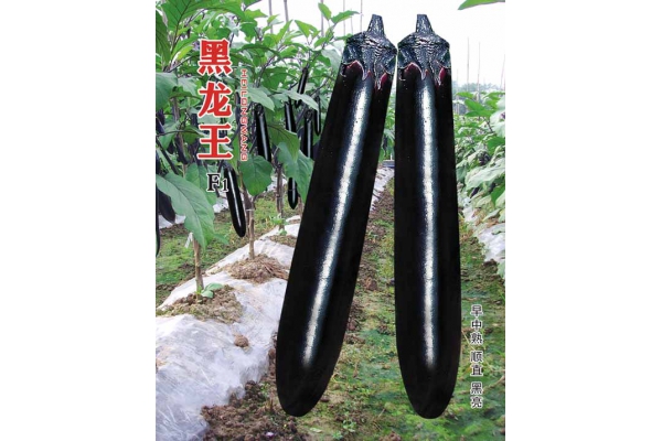黑龙王