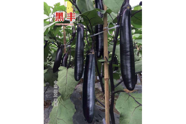 黑丰