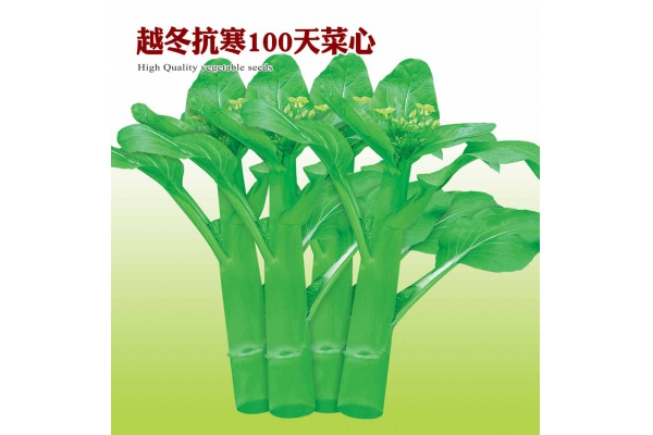 越冬抗寒100天