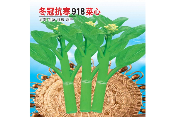 冬冠抗寒918