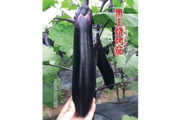 黑王烧烤茄