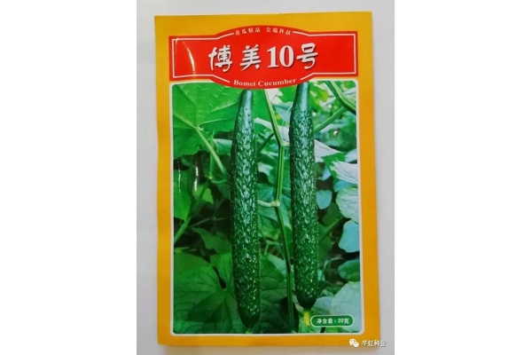 博美10号
