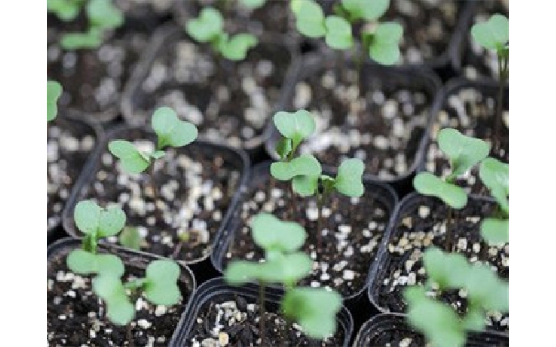 夏秋甘蓝花菜育苗注意事项