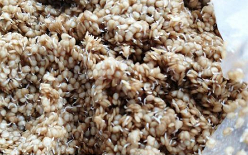 茄子砧木催芽技术