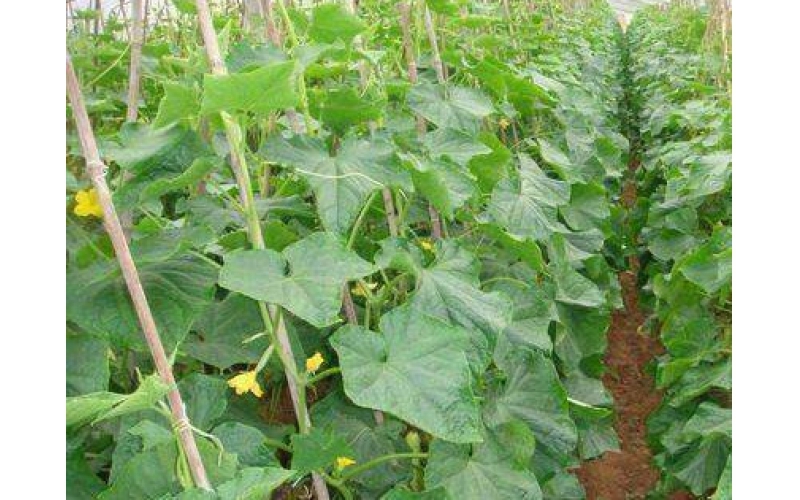 夏黄瓜露地栽培高产要领