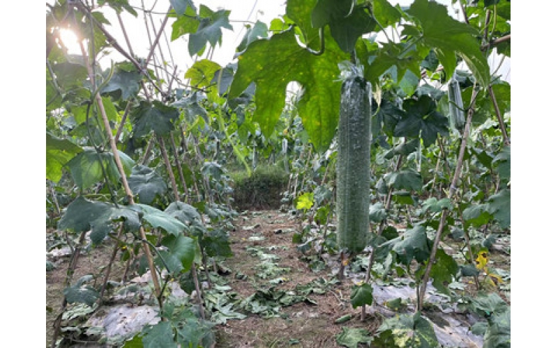 夏秋丝瓜种植技术