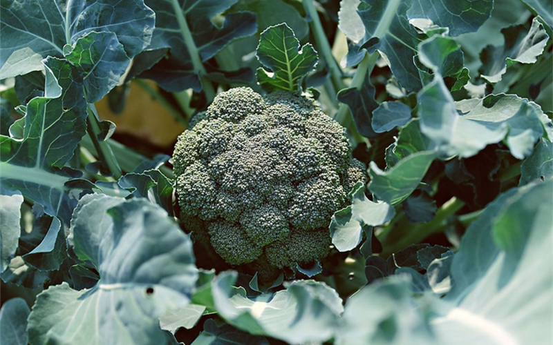 青花菜栽培管理技术