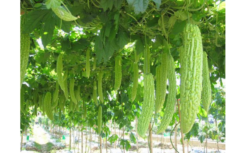 苦瓜露地栽培技术