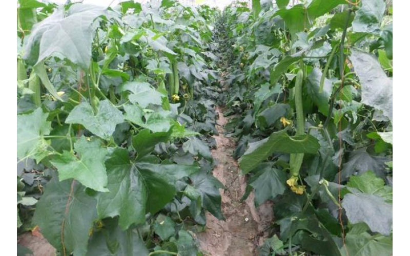 早熟栈栈丝瓜高产栽培技术