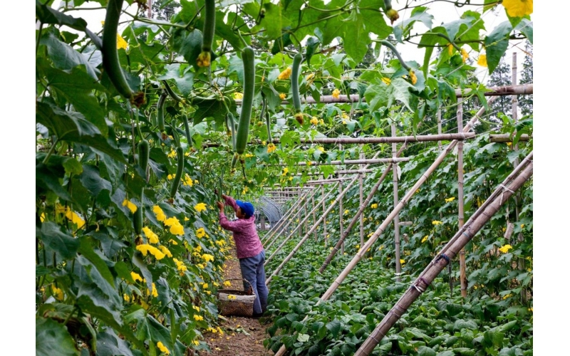 丝瓜种植技术