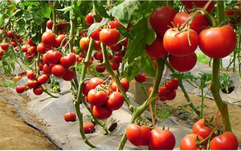番茄生长需要什么样的外部条件？