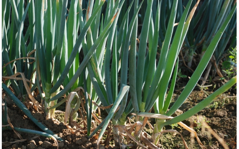 吉藏大葱栽培技术