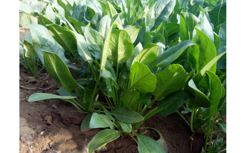 夏季菠菜高产栽培技术六要诀