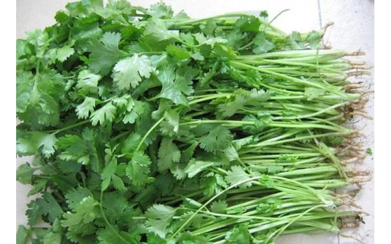 香菜夏秋栽培技术