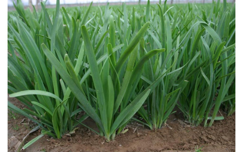 韭菜的栽培技术