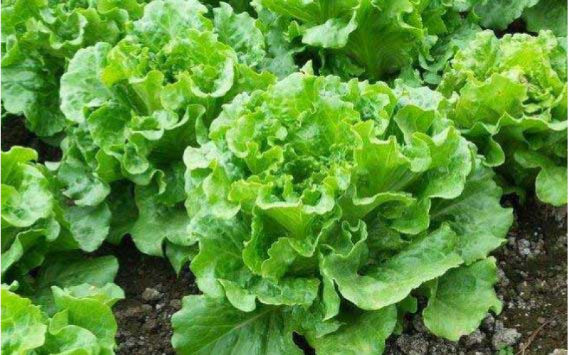 生菜栽培技术