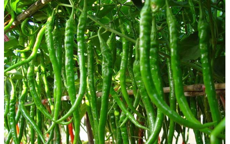辣椒栽培技术