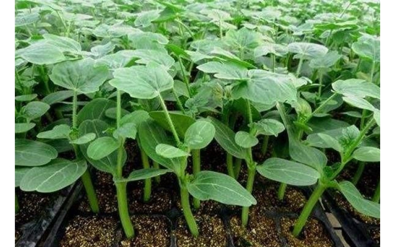 西瓜苗嫁接技术