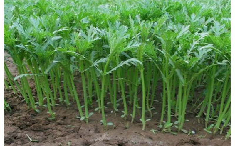 茼蒿的栽培技术及管理方法